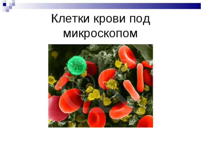 Клетки крови под микроскопом