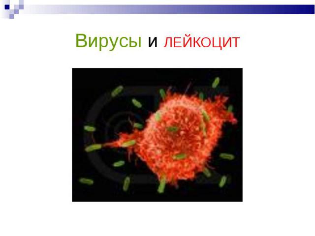Вирусы и ЛЕЙКОЦИТ