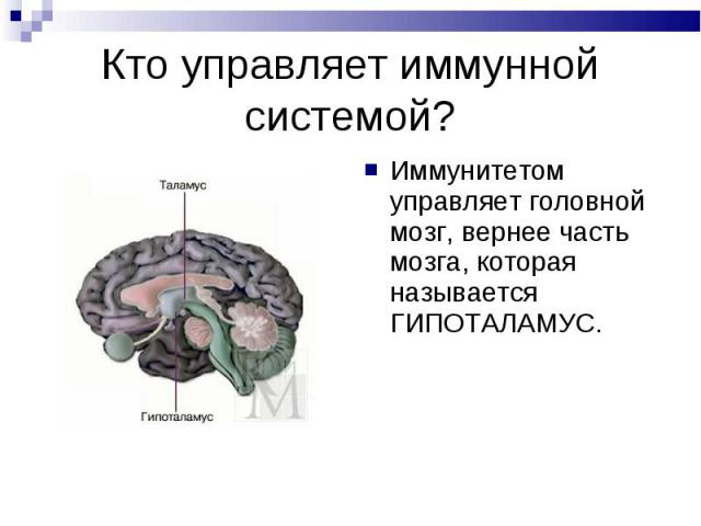 Кто управляет иммунной системой? Иммунитетом управляет головной мозг, вернее часть мозга, которая называется ГИПОТАЛАМУС.