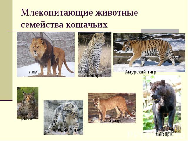 Млекопитающие животные семейства кошачьих лев Амурский тигр