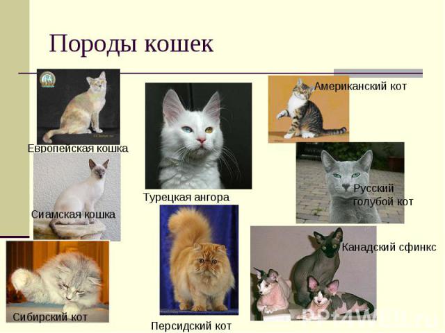 Породы кошек Европейская кошка Американский кот Турецкая ангора Сиамская кошка Сибирский кот
