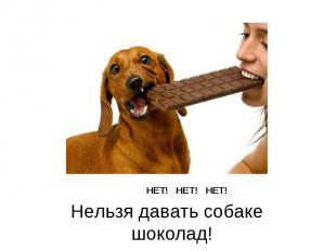 НЕТ! НЕТ! НЕТ! Нельзя давать собаке шоколад!