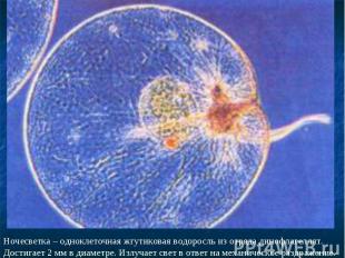 Ночесветка – одноклеточная жгутиковая водоросль из отряда динофлагеллят. Достига