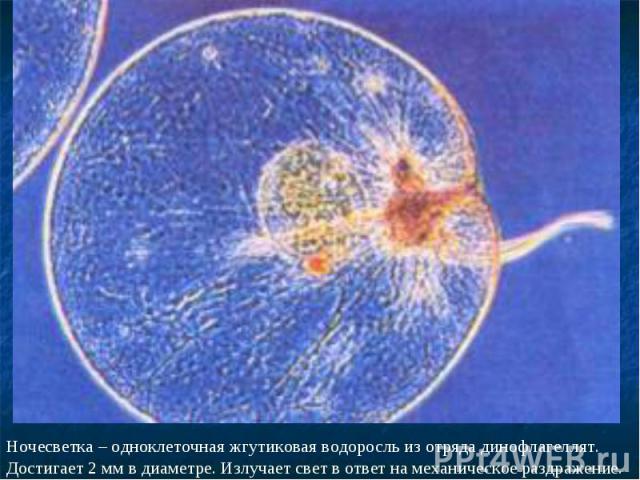 Ночесветка – одноклеточная жгутиковая водоросль из отряда динофлагеллят. Достигает 2 мм в диаметре. Излучает свет в ответ на механическое раздражение.