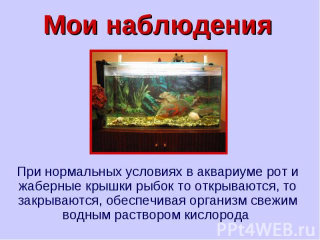 Мои наблюдения При нормальных условиях в аквариуме рот и жаберные крышки рыбок то открываются, то закрываются, обеспечивая организм свежим водным раствором кислорода