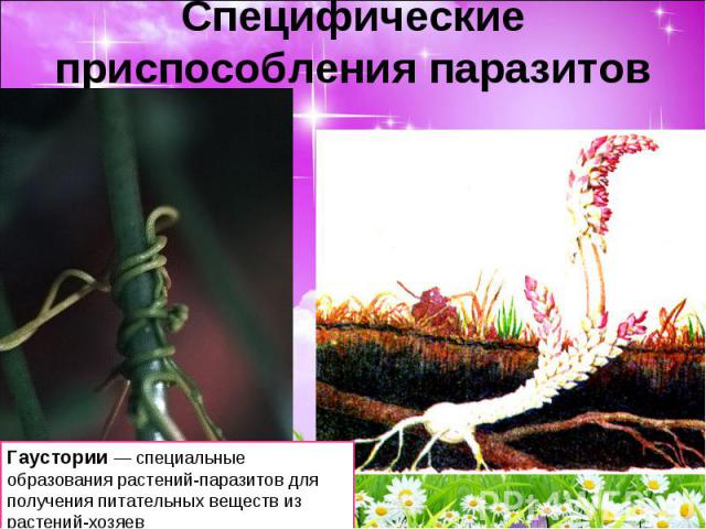 Специфические приспособления паразитов Гаустории — специальные образования растений-паразитов для получения питательных веществ из растений-хозяев