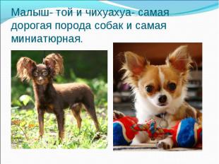 Малыш- той и чихуахуа- самая дорогая порода собак и самая миниатюрная.