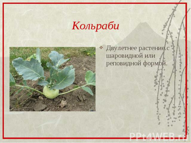 КольрабиДвулетнее растение с шаровидной или реповидной формой.