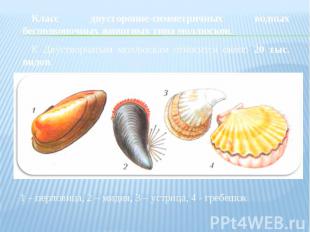 Класс двусторонне-симметричных водных беспозвоночных животных типа моллюсков. К