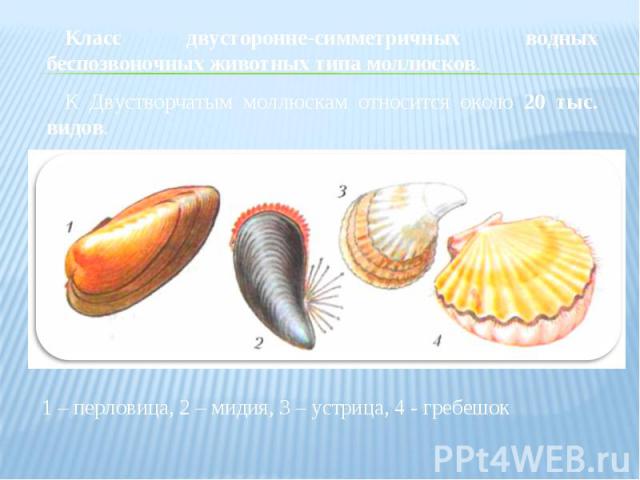 Класс двусторонне-симметричных водных беспозвоночных животных типа моллюсков. К Двустворчатым моллюскам относится около 20 тыс. видов. 1 – перловица, 2 – мидия, 3 – устрица, 4 - гребешок