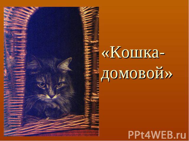 «Кошка-домовой»