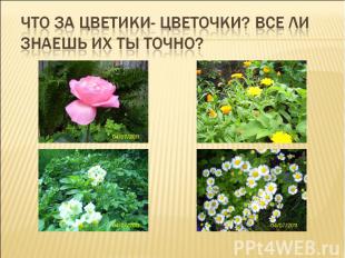 Что за цветики- цветочки? Все ли знаешь их ты точно?
