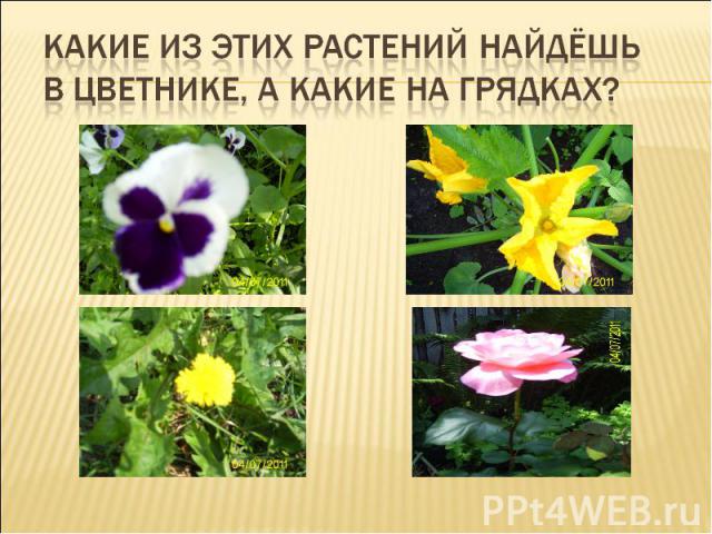 Какие из этих растений найдёшь в цветнике, а какие на грядках?