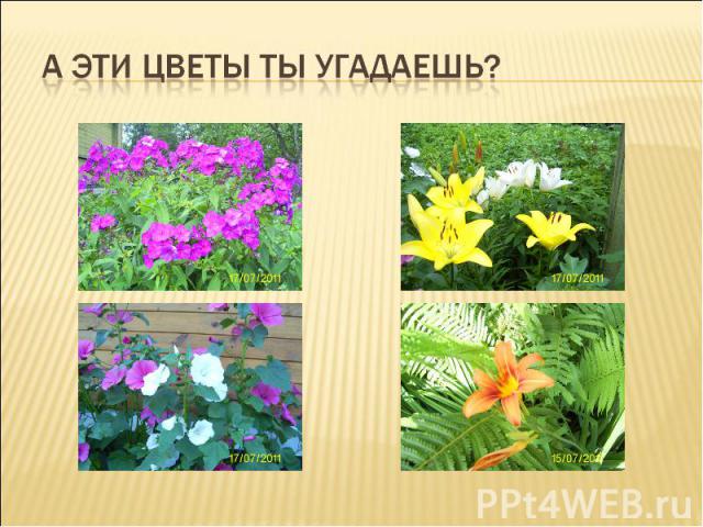 А эти цветы ты угадаешь?