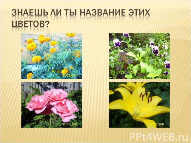 Знаешь ли ты название этих цветов?