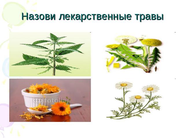 Назови лекарственные травы