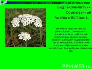 Семейство: Сложноцветные Asteraceae Вид:Тысячелистник Обыкновенный Achilléa mill