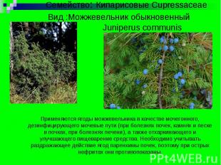 Семейство: Кипарисовые Cupressaceae Вид :Можжевельник обыкновенный Juniperus com