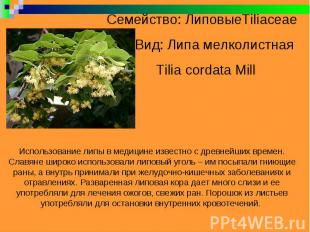 Семейство: ЛиповыеTiliaceae Вид: Липа мелколистная Tilia cordata Mill Использова
