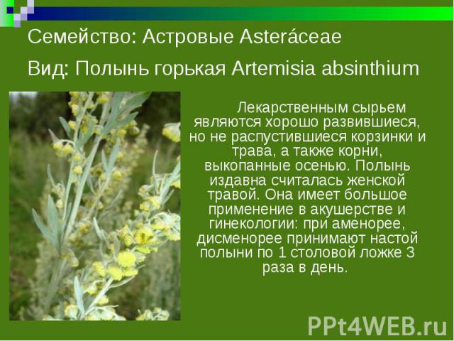 Семейство: Астровые Asteráceae Вид: Полынь горькая Artemisia absinthium Лекарственным сырьем являются хорошо развившиеся, но не распустившиеся корзинки и трава, а также корни, выкопанные осенью. Полынь издавна считалась женской травой. Она имеет бол…