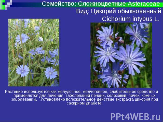 Семейство: Сложноцветные Asteraceae Вид: Цикорий обыкновенный Cichorium intybus L. Растение используется как желудочное, желчегонное, слабительное средство и применяется для лечения заболеваний печени, селезёнки, почек, кожных заболеваний. Установле…