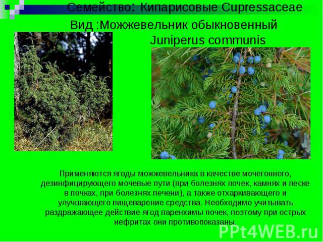 Семейство: Кипарисовые Cupressaceae Вид :Можжевельник обыкновенный Juniperus communis Применяются ягоды можжевельника в качестве мочегонного, дезинфицирующего мочевые пути (при болезнях почек, камнях и песке в почках, при болезнях печени), а также о…