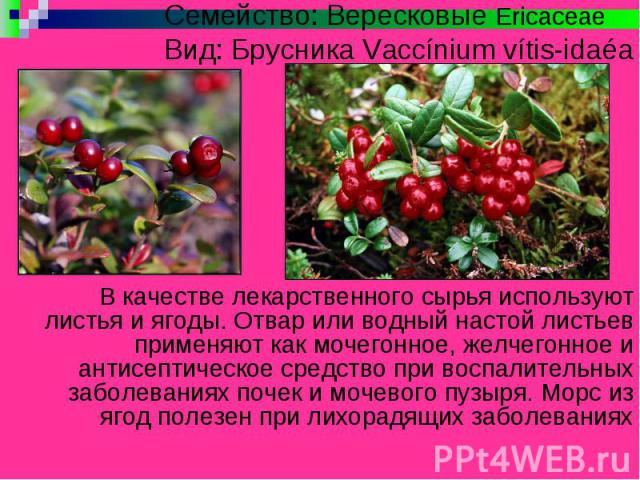 Семейство: Вересковые Ericaceae Вид: Брусника Vaccínium vítis-idaéa В качестве лекарственного сырья используют листья и ягоды. Отвар или водный настой листьев применяют как мочегонное, желчегонное и антисептическое средство при воспалительных заболе…