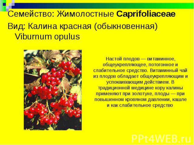 Семейство: Жимолостные Caprifoliaceae  Вид: Калина красная (обыкновенная) Viburnum opulus Настой плодов — витаминное, общеукрепляющее, потогонное и слабительное средство. Витаминный чай из плодов обладает общеукрепляющим и успокаивающим действием. В…