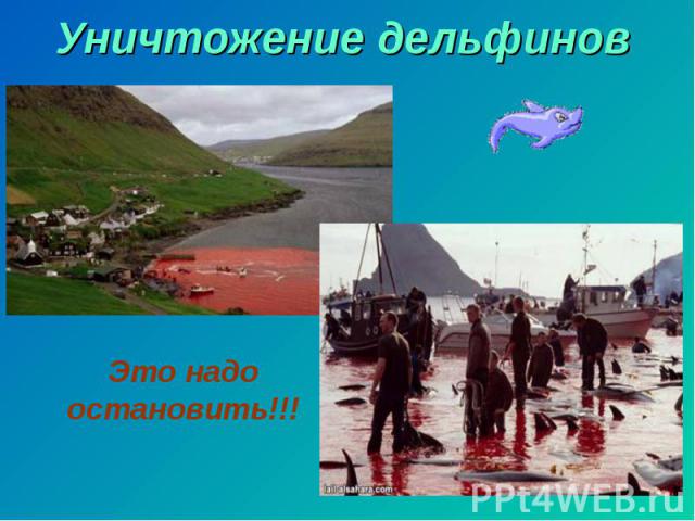 Уничтожение дельфинов Это надо остановить!!!