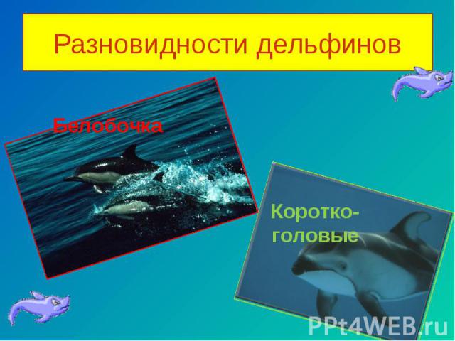 Разновидности дельфинов Белобочка Коротко- головые