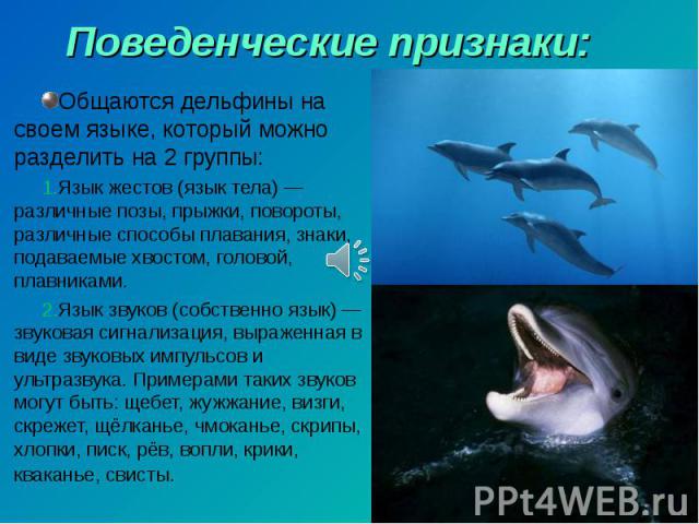 Поведенческие признаки: Общаются дельфины на своем языке, который можно разделить на 2 группы: Язык жестов (язык тела) — различные позы, прыжки, повороты, различные способы плавания, знаки, подаваемые хвостом, головой, плавниками. Язык звуков (собст…