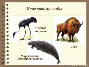 Исчезающие виды Черный журавль Морская или Стеллерова корова Зубр