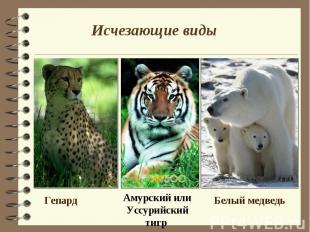 Исчезающие виды Гепард Амурский или Уссурийский тигр Белый медведь