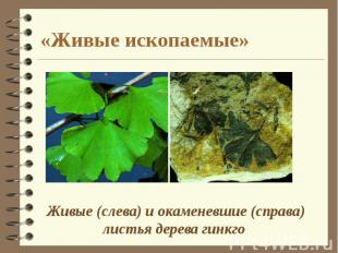 «Живые ископаемые» Живые (слева) и окаменевшие (справа) листья дерева гинкго