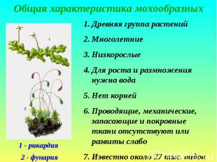 Общая характеристика мохообразных Древняя группа растений Многолетние Низкорослы
