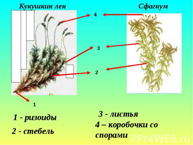 Кукушкин лен 1 - ризоиды 2 - стебель Сфагнум 3 - листья 4 – коробочки со спорами