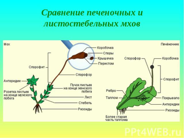 Сравнение печеночных и листостебельных мхов