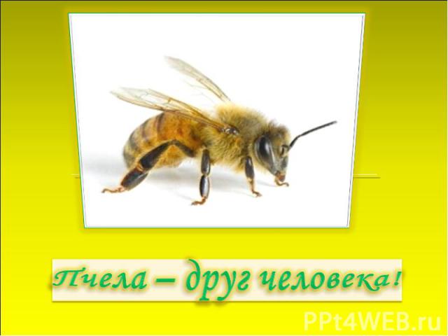 Пчела – друг человека!