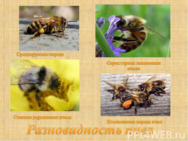 Разновидность пчел Среднерусская порода Серая горная кавказская пчела Степная украинская пчела Итальянская порода пчел