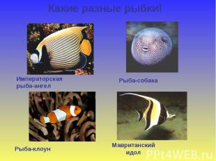 Какие разные рыбки! Императорская рыба-ангел Рыба-собака Рыба-клоун Мавританский