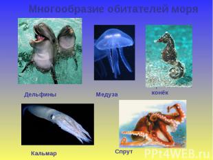 Многообразие обитателей моря Дельфины Медуза Морской конёк Кальмар Спрут