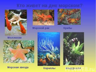 Кто живет на дне морском? Моллюски Морской рак Крабы Морская звезда Кораллы Водо
