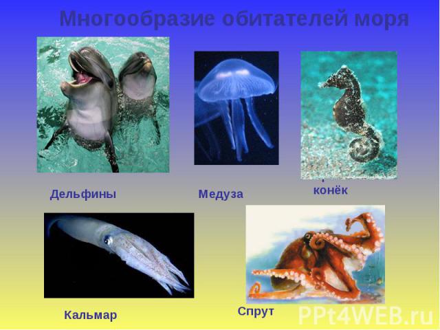 Многообразие обитателей моря Дельфины Медуза Морской конёк Кальмар Спрут