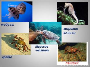 медузы морские коньки Морские черепахи крабы