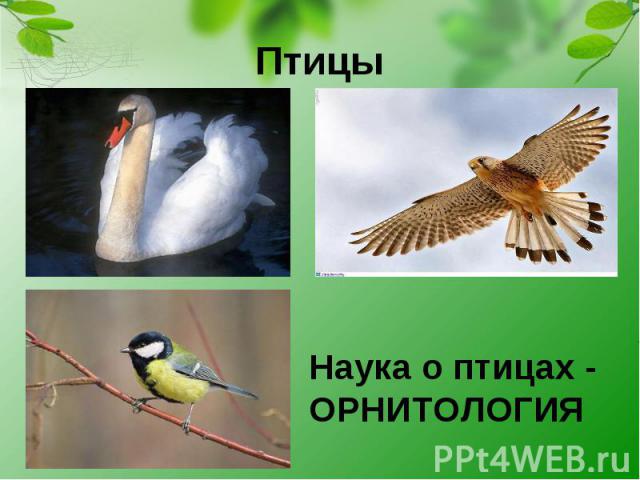 Птицы Наука о птицах - ОРНИТОЛОГИЯ