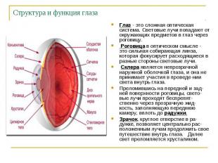 Структура и функция глаза Глаз - это сложная оптическая система. Световые лучи п