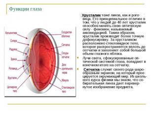 Функции глаза Хрусталик тоже линза, как и рого-вица. Его принципиальное отличие