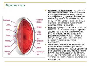 Функции глазаРоговица и хрусталик - это две со-бирательные линзы, и изображение,
