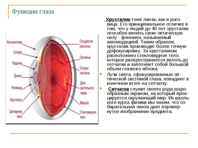 Функции глаза Хрусталик тоже линза, как и рого-вица. Его принципиальное отличие в том, что у людей до 40 лет хрусталик способен менять свою оптическую силу - феномен, называемый аккомодацией. Таким образом, хрусталик производит более точную дофокуси…