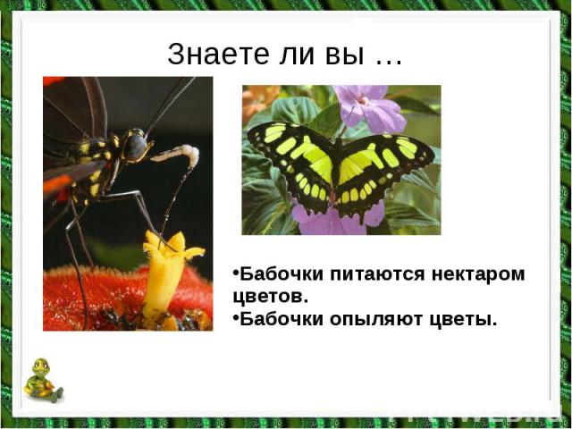 Знаете ли вы …Бабочки питаются нектаром цветов. Бабочки опыляют цветы.